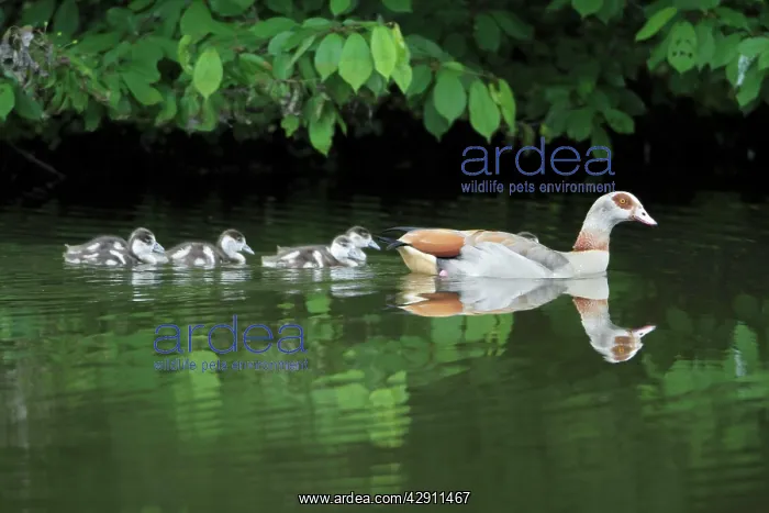 : Egyptian Goose - adult with goslings on lake : Egyptian Goose - adult with goslings on lake