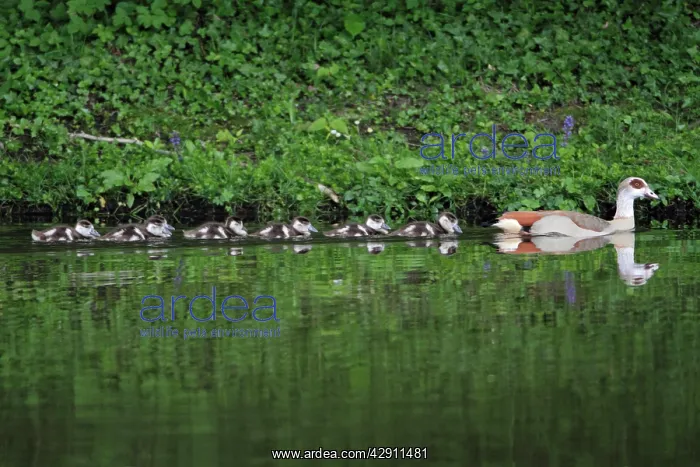 : Egyptian Goose - adult with goslings on lake : Egyptian Goose - adult with goslings on lake