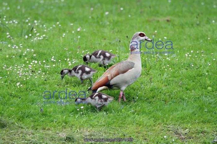  : Egyptian Goose - adult with goslings on meadow