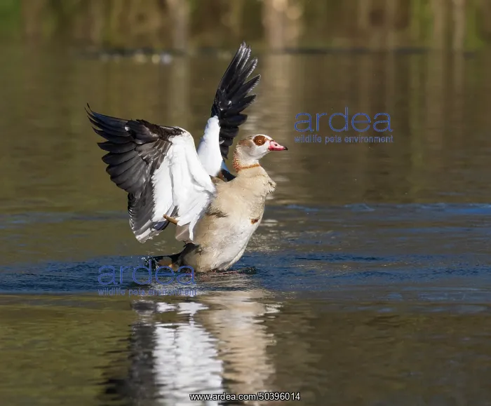 : Egyptian Goose, adult male bird : Egyptian Goose, adult male bird