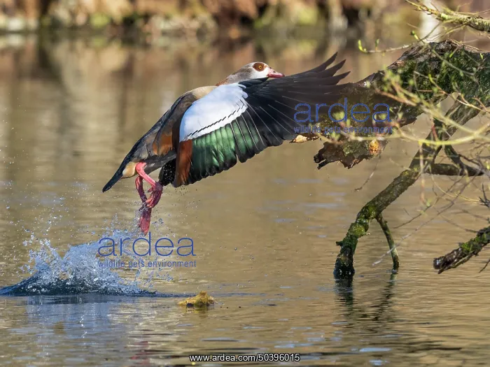 : Egyptian Goose, adult male bird : Egyptian Goose, adult male bird