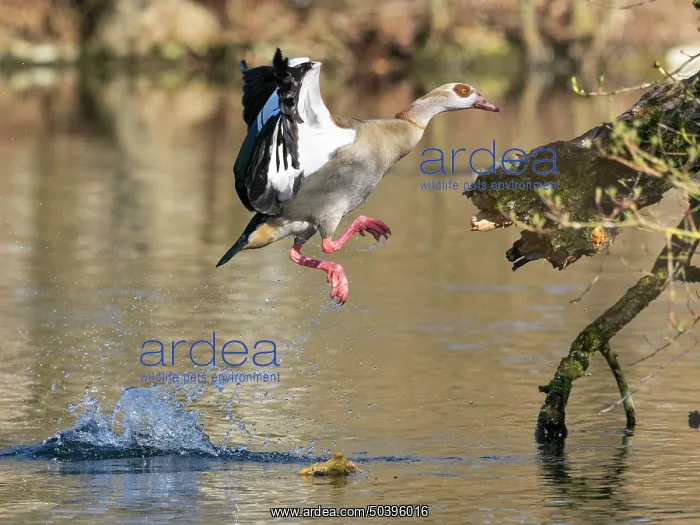 : Egyptian Goose, adult male bird : Egyptian Goose, adult male bird