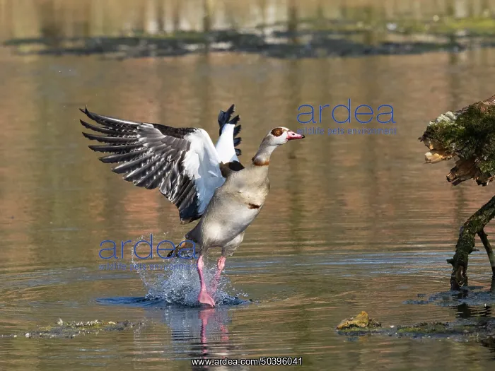 : Egyptian Goose, adult male bird : Egyptian Goose, adult male bird
