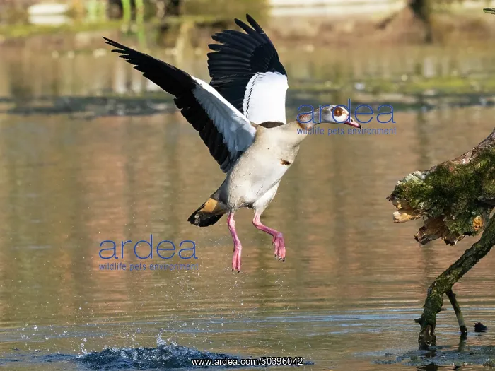 : Egyptian Goose, adult male bird : Egyptian Goose, adult male bird
