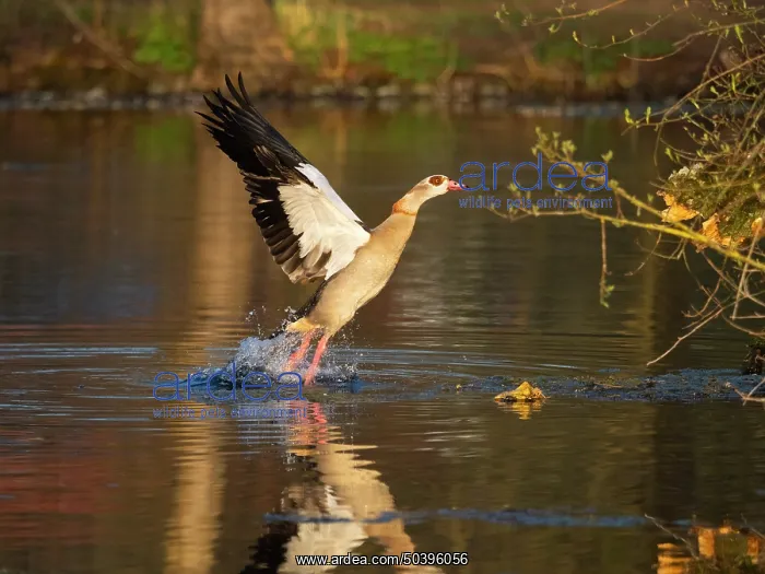 : Egyptian Goose, adult male bird : Egyptian Goose, adult male bird