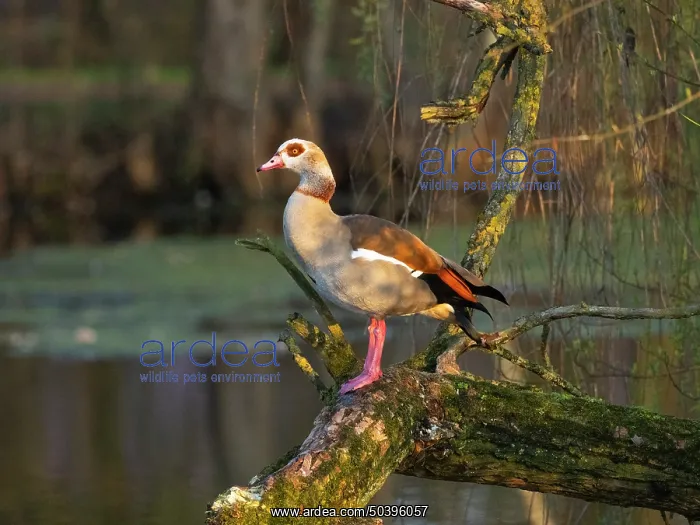 : Egyptian Goose, adult male bird : Egyptian Goose, adult male bird