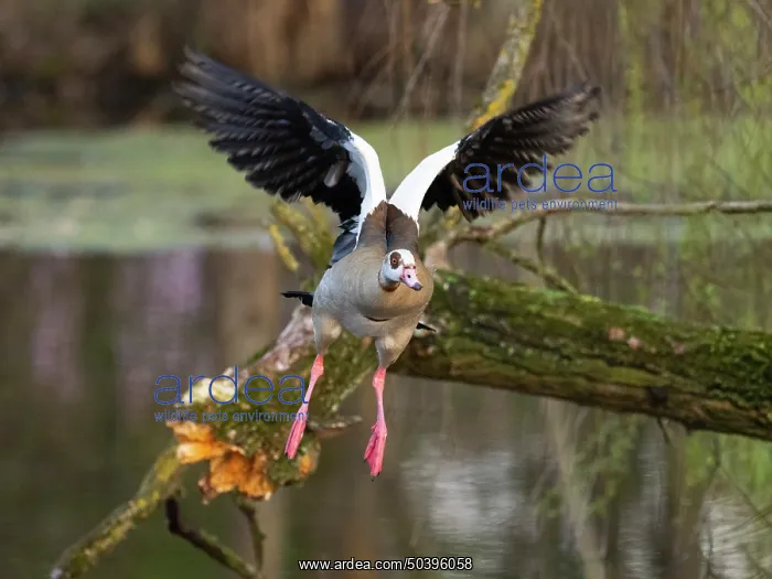 : Egyptian Goose, adult male bird : Egyptian Goose, adult male bird