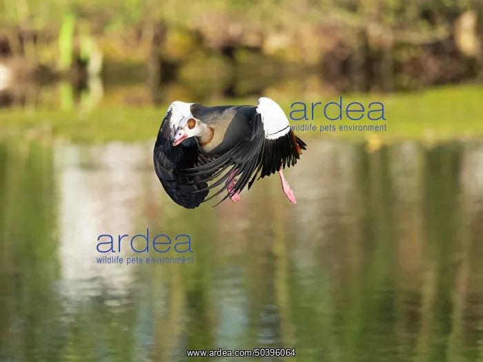 : Egyptian Goose, adult male bird : Egyptian Goose, adult male bird