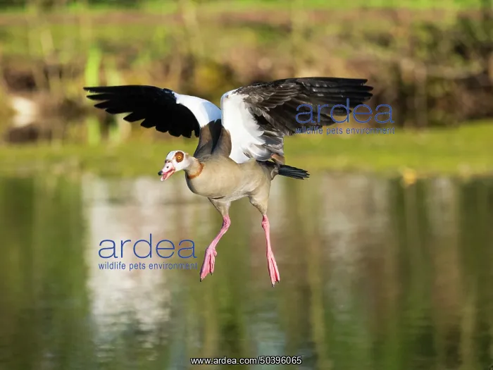: Egyptian Goose, adult male bird : Egyptian Goose, adult male bird
