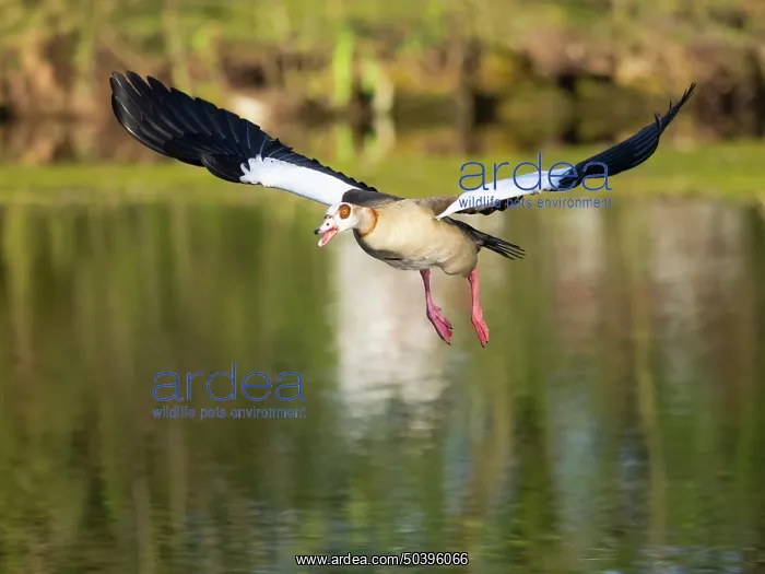 : Egyptian Goose, adult male bird : Egyptian Goose, adult male bird