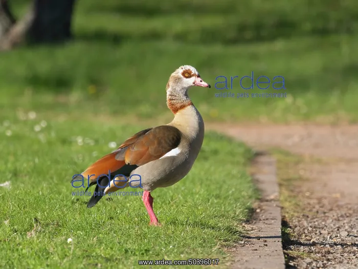 : Egyptian Goose, adult male standing alert on green of a park : Egyptian Goose, adult male standing alert on green of a park