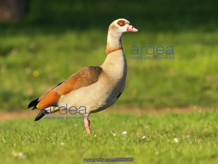 : Egyptian Goose, adult male standing alert on green of a park : Egyptian Goose, adult male standing alert on green of a park