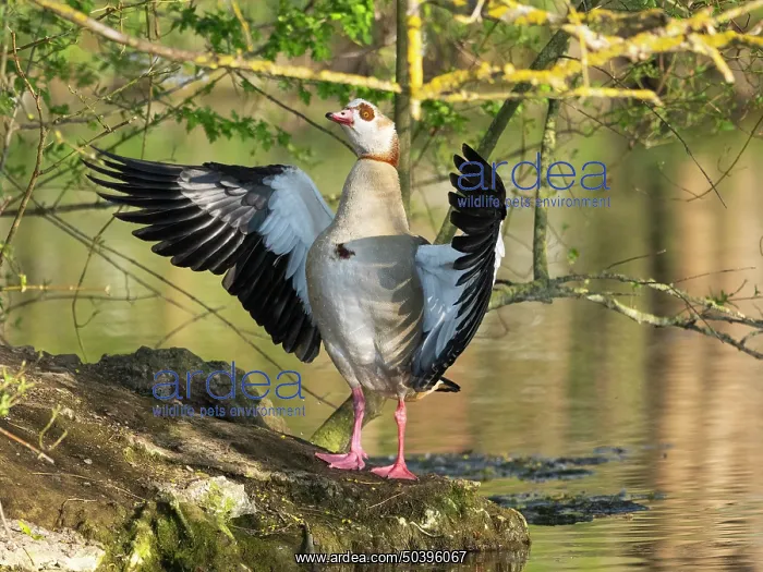 : Egyptian goose, an adult male, standing at the edge of a lake : Egyptian goose, an adult male, standing at the edge of a lake