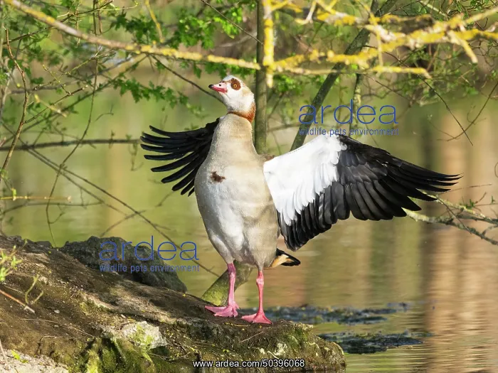 : Egyptian goose, an adult male, standing at the edge of a lake : Egyptian goose, an adult male, standing at the edge of a lake