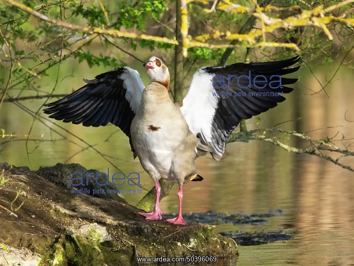 : Egyptian goose, an adult male, standing at the edge of a lake : Egyptian goose, an adult male, standing at the edge of a lake
