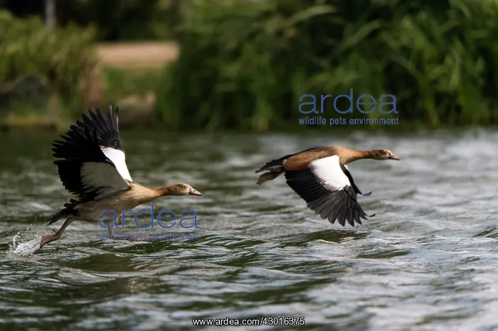  : Egyptian Goose adults in flight