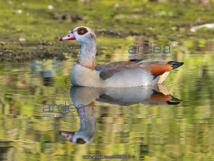 : Egyptian Goose, alert adult male bird : Egyptian Goose, alert adult male bird