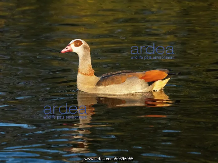 : Egyptian Goose, alert adult male bird : Egyptian Goose, alert adult male bird