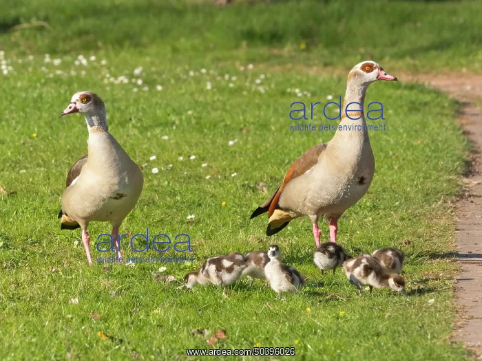 : Egyptian Goose, alert parent birds with goslings : Egyptian Goose, alert parent birds with goslings