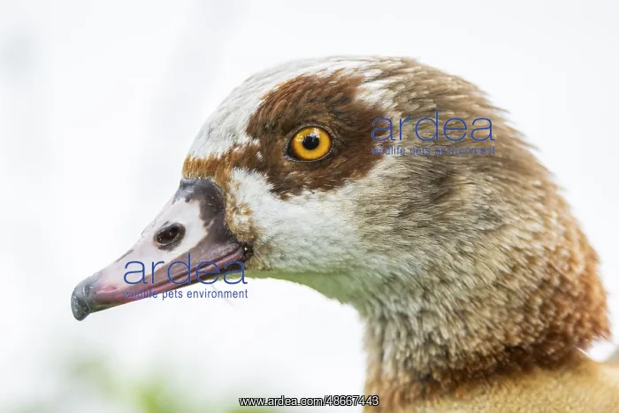 : Egyptian goose (Alopochen aegyptiaca), portrait, Bavaria : Egyptian goose (Alopochen aegyptiaca), portrait, Bavaria