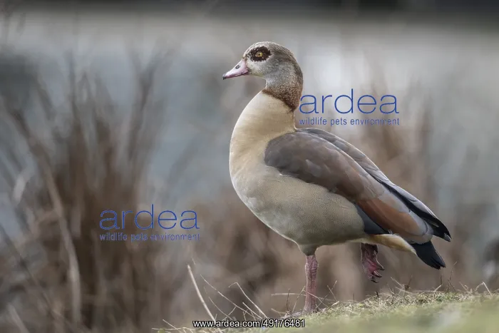 : Egyptian goose (Alopochen aegyptiaca) : Egyptian goose (Alopochen aegyptiaca)