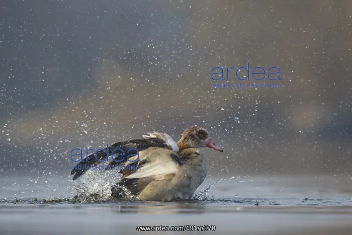 : Egyptian Goose (Alopochen aegyptiaca) bathing : Egyptian Goose (Alopochen aegyptiaca) bathing