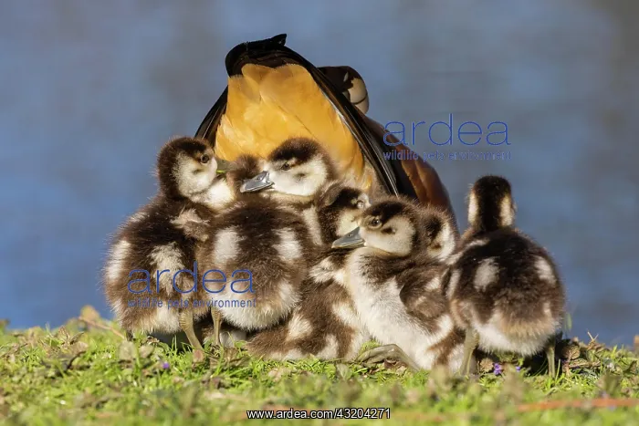 : Egyptian goose (Alopochen aegyptiaca) with chicks : Egyptian goose (Alopochen aegyptiaca) with chicks