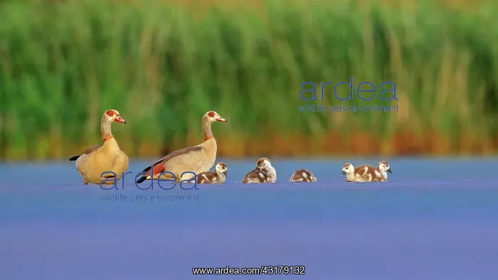 : Egyptian goose ( Alopochen aegyptiaca) Couple with : Egyptian goose ( Alopochen aegyptiaca) Couple with