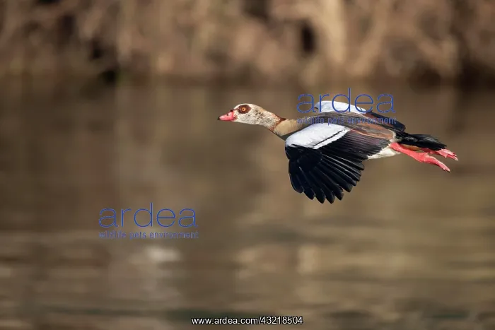 : Egyptian goose (Alopochen aegyptiaca), Moselle : Egyptian goose (Alopochen aegyptiaca), Moselle