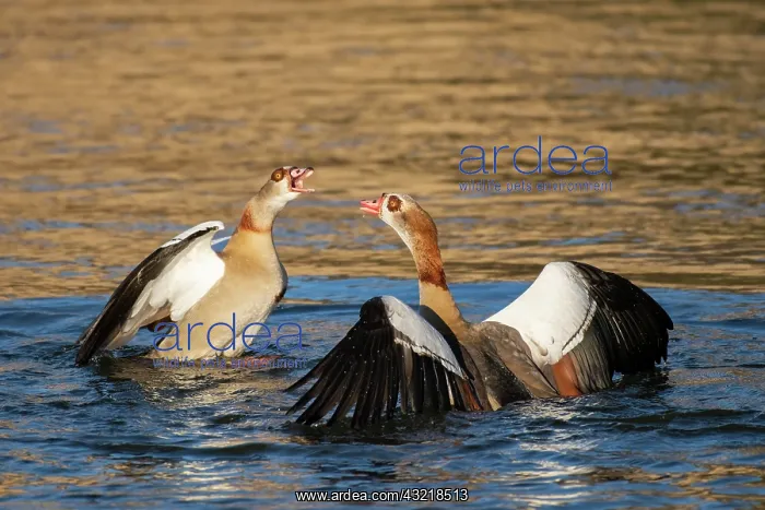 : Egyptian goose (Alopochen aegyptiaca), Moselle : Egyptian goose (Alopochen aegyptiaca), Moselle