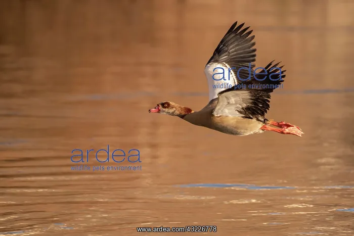 : Egyptian goose (Alopochen aegyptiaca), Moselle : Egyptian goose (Alopochen aegyptiaca), Moselle