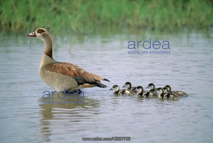 : Egyptian Goose (Alopochen aegyptiaca) Mother : Egyptian Goose (Alopochen aegyptiaca) Mother
