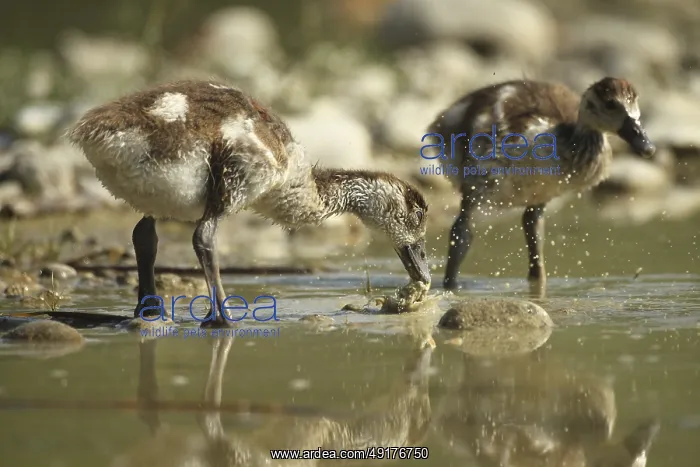 : Egyptian goose (Alopochen aegyptiaca) young bird eating fish waste in a gravel pit : Egyptian goose (Alopochen aegyptiaca) young bird eating fish waste in a gravel pit