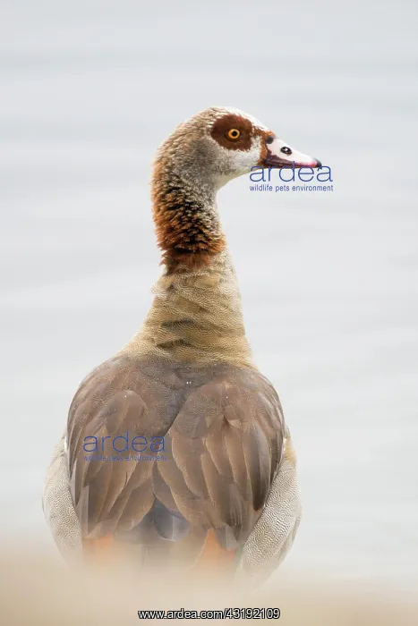  : Egyptian goose (Alopochen aegyptiacus), Rhineland-Palatinate