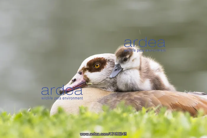 : Egyptian goose (Alopochen aegyptiacus), adult bird : Egyptian goose (Alopochen aegyptiacus), adult bird