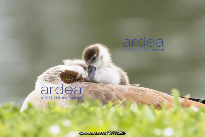 : Egyptian goose (Alopochen aegyptiacus), adult bird : Egyptian goose (Alopochen aegyptiacus), adult bird