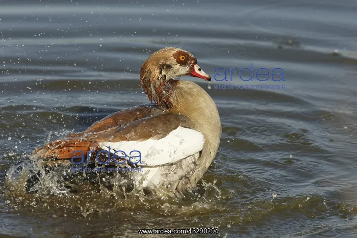 : Egyptian Goose (Alopochen aegyptiacus) bathing : Egyptian Goose (Alopochen aegyptiacus) bathing