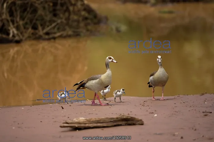 : Egyptian Goose, Alopochen aegyptiacus, family : Egyptian Goose, Alopochen aegyptiacus, family