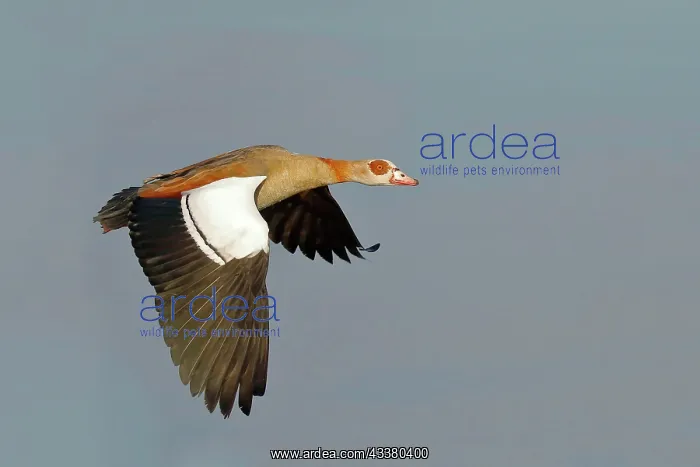 : Egyptian Goose (Alopochen aegyptiacus), in flight : Egyptian Goose (Alopochen aegyptiacus), in flight