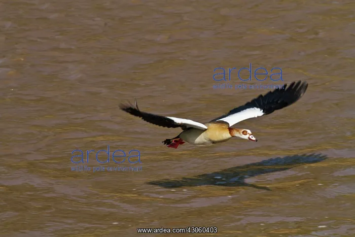 : Egyptian Goose (Alopochen aegyptiacus) flying : Egyptian Goose (Alopochen aegyptiacus) flying