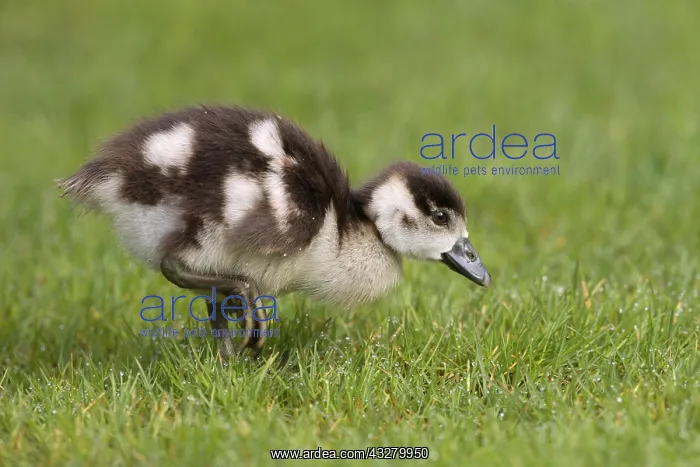 : Egyptian goose (Alopochen aegyptiacus), gosling : Egyptian goose (Alopochen aegyptiacus), gosling