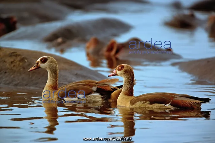 : Egyptian Goose, Alopochen aegyptiacus, Lake : Egyptian Goose, Alopochen aegyptiacus, Lake