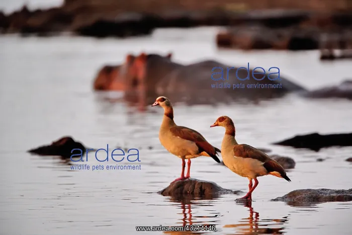 : Egyptian Goose, Alopochen aegyptiacus, Lake : Egyptian Goose, Alopochen aegyptiacus, Lake