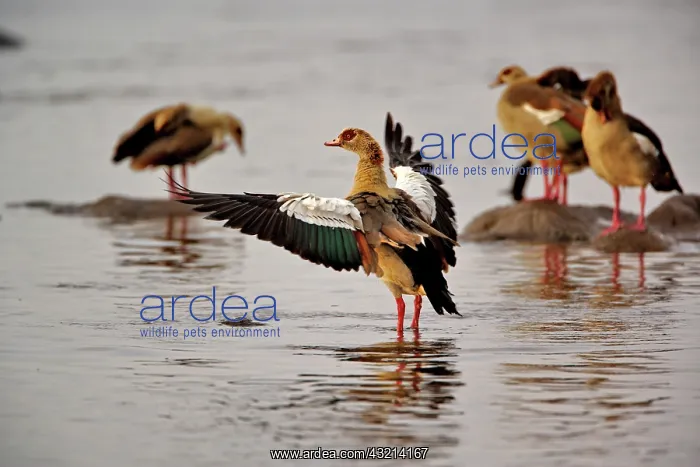 : Egyptian Goose, Alopochen aegyptiacus, Lake : Egyptian Goose, Alopochen aegyptiacus, Lake