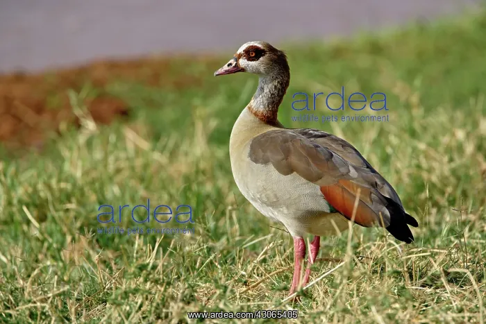 : Egyptian Goose, Alopochen aegyptiacus, Samburu : Egyptian Goose, Alopochen aegyptiacus, Samburu
