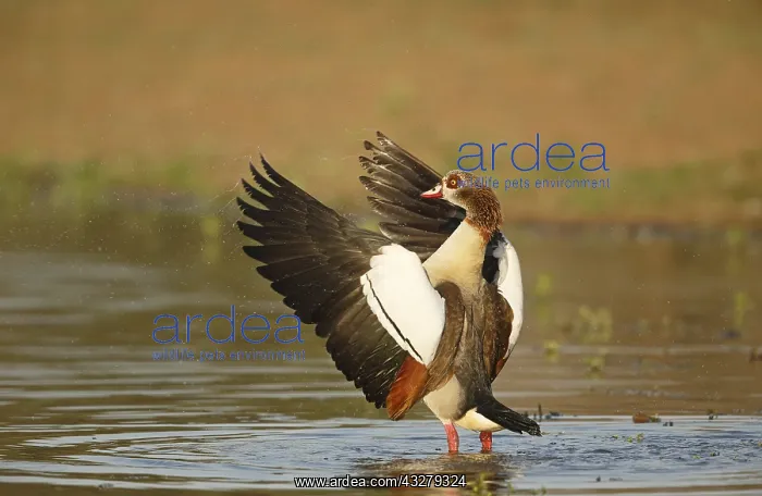  : Egyptian Goose (Alopochen aegyptiacus) standing