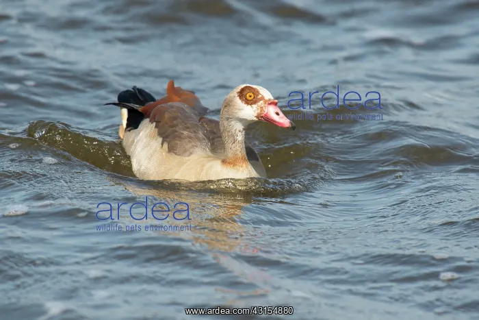 : Egyptian Goose (Alopochen aegyptiacus) swimming : Egyptian Goose (Alopochen aegyptiacus) swimming