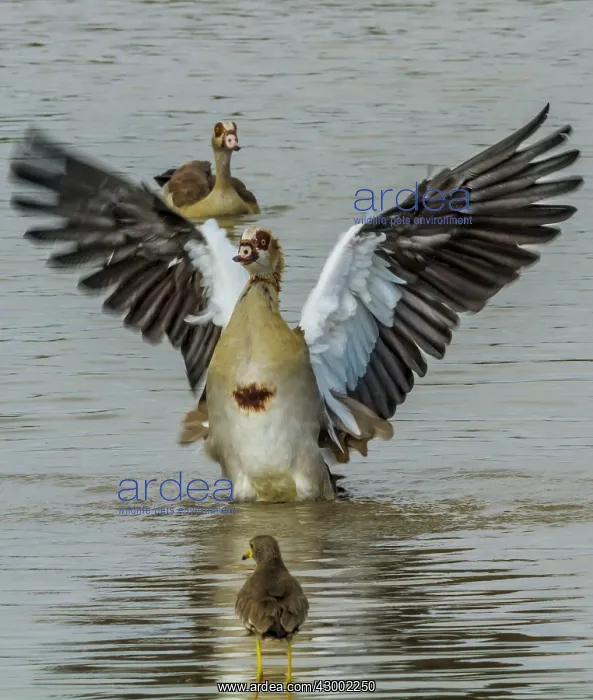  : Egyptian Goose bathing in Mara River with open wings