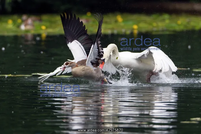 : Egyptian Goose - being chased by territorial Mute : Egyptian Goose - being chased by territorial Mute