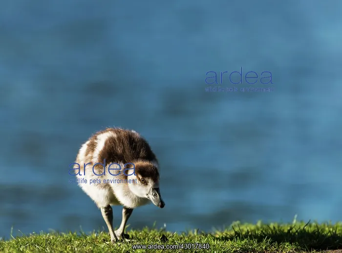  : Egyptian Goose chick walking on grass